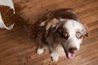 犬が人間の手からしかご飯を食べなくなる３つの原因と解決法