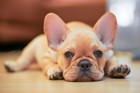 鼻ぺちゃ犬人気ランキング！小型犬から大型犬まで珍しい種類もご紹介