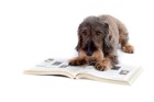 【可愛い犬の絵本】おすすめ6選！子どもの読み聞かせにも♪
