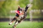 犬の年齢で異なる『適切な運動量』とは？