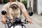 犬とのツーリング！ペットをバイクに乗せる方法や違反について