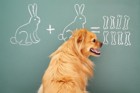 犬に『算数』はできるのか？どのくらいの知能を持っているの？