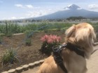 富士の自然を満喫！愛犬と泊まれるレジーナリゾート富士