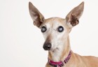 犬の目が白い原因！病院へ連れて行く目安や白内障などの病気、対処法