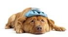 犬の尿崩症について その症状や原因、治療方法