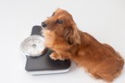 食欲は犬の体調のバロメーター！体重と食欲の増減が比例しない時の危険