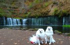 愛犬を連れて軽井沢白糸ハイランドウェイ、白糸の滝と浅間牧場