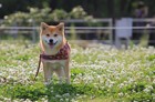 犬が秋に花粉症になる原因と対処法