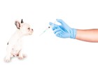 犬のワクチンアレルギー体験談