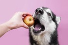 犬が消化にかける時間はどれくらい？胃腸に優しい食べ物と与え方