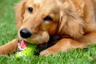 犬の噛むおもちゃ人気ランキングBEST５