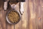 犬は毎日同じご飯で飽きないの？