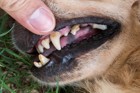 犬の無麻酔による歯石除去について