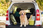 犬と車でお出かけするコツ！安全なドライブ方法から注意点まで
