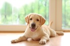 犬の寿命が伸びた理由と犬の高齢化による３つの影響