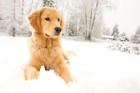 冬の犬のお散歩は「融雪剤」に要注意！わんこへの影響と対策