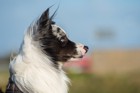 犬の横顔画像20選！かわいい画像や凛々しい画像まで