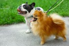 長毛種の犬と短毛種の犬、それぞれの違いと飼う時の注意点