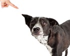 犬の問題行動を悪化させてしまう４つの飼い主の行動