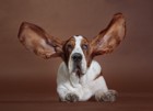 耳が長い犬種４選！性格から飼う時の注意点まで