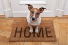 犬が住みやすい家の特徴５つ