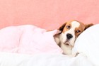 犬の肝炎について　症状や原因、治療と予防法まで