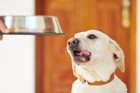 犬が食べ物を丸呑みする理由と考えられるリスク