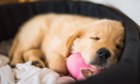 犬が飼い主の足の間で寝ている時の4つの心理