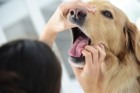 犬のよだれが臭い！主な原因と家庭でできる口臭対策