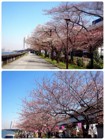 犬と楽しめるお花見スポット！江戸からの桜の名所「隅田公園」へ行こう！