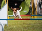 犬と公園での遊び方５つ