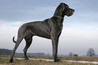 黒い犬種15選！大型犬から小型犬、特徴や飼うときの注意点をご紹介