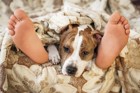 犬が足元で寝る理由とは？飼い主との関係性や一緒に寝る時の注意点
