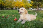 犬が臍ヘルニアになる原因と現れる症状、治療法について