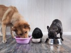 多頭飼いで犬が餌を独り占めする！主な原因と改善策