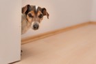 犬が飼い主についてくる5つの理由！分離不安などの症状や対処法