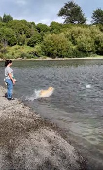 川に飛び込む犬