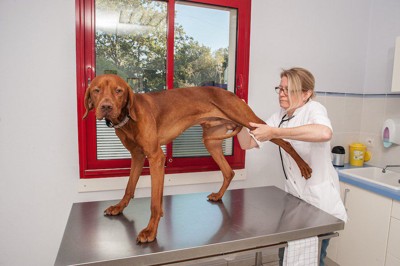 獣医師に足を診察される犬