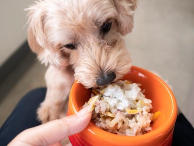ご飯を食べる小型犬