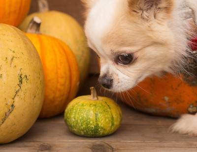 かぼちゃを嗅ぐ犬