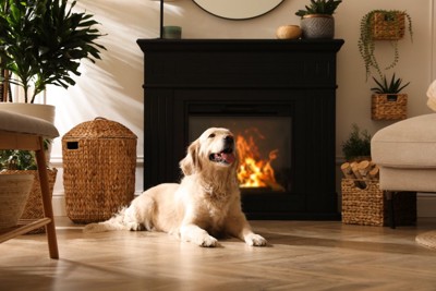 暖炉の前の犬
