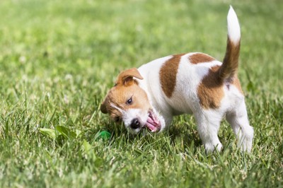 しっぽを立てているジャックラッセルテリアの子犬、芝生