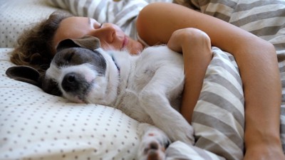女性に抱かれてベッドで寝ている犬