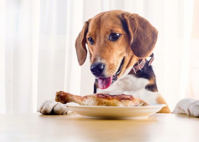 犬にとって手羽先は健康に良い食材