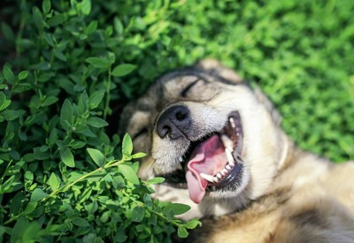 草の中で嬉しそうに寝転ぶ犬