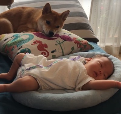 赤ちゃんと寝る犬
