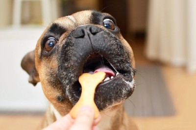 クッキーを食べる犬の顔のアップ