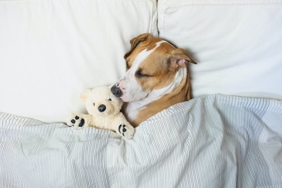 ぬいぐるみと一緒に布団で眠る犬