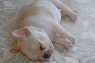 横になって眠るフレンチブルドッグの子犬