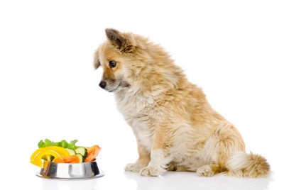 野菜を見つめる犬